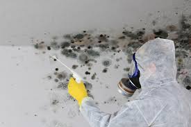 Why You Should Choose Our Mold Remediation Services in Onawa, IA